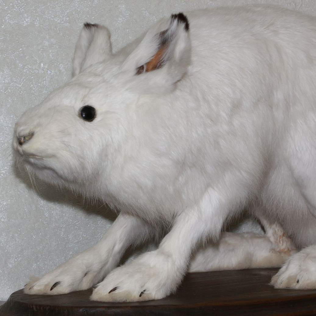 WHITE HARE TAXIDERMY MOUNT - SNOW HARE, NOT RABBIT TAXIDERMIED, MOUNTED ...