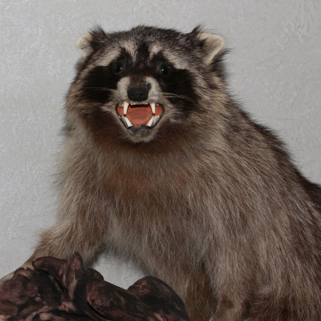 RACCOON TAXIDERMY MOUNT - RACOON MOUNTED, STUFFED ANIMALS FOR SALE ...