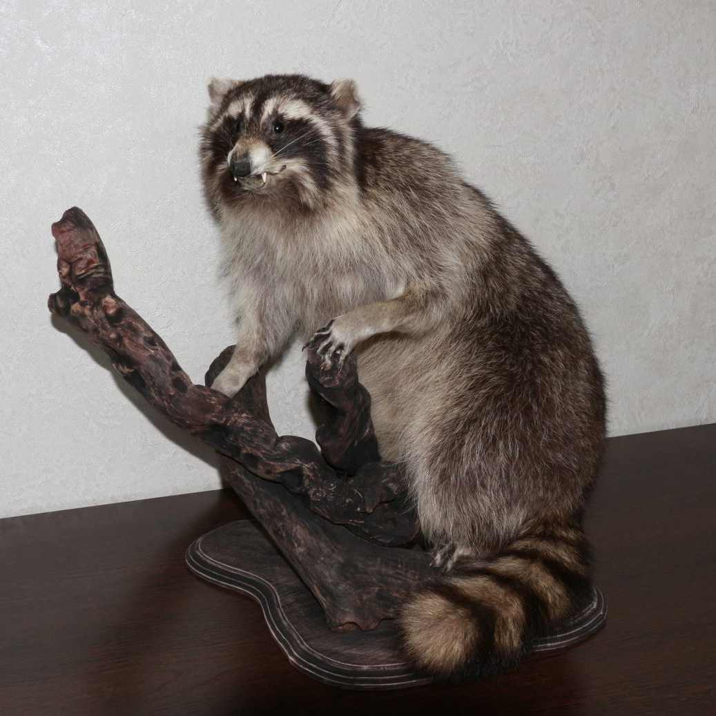 RACCOON TAXIDERMY MOUNT - RACOON MOUNTED, STUFFED ANIMALS FOR SALE ...