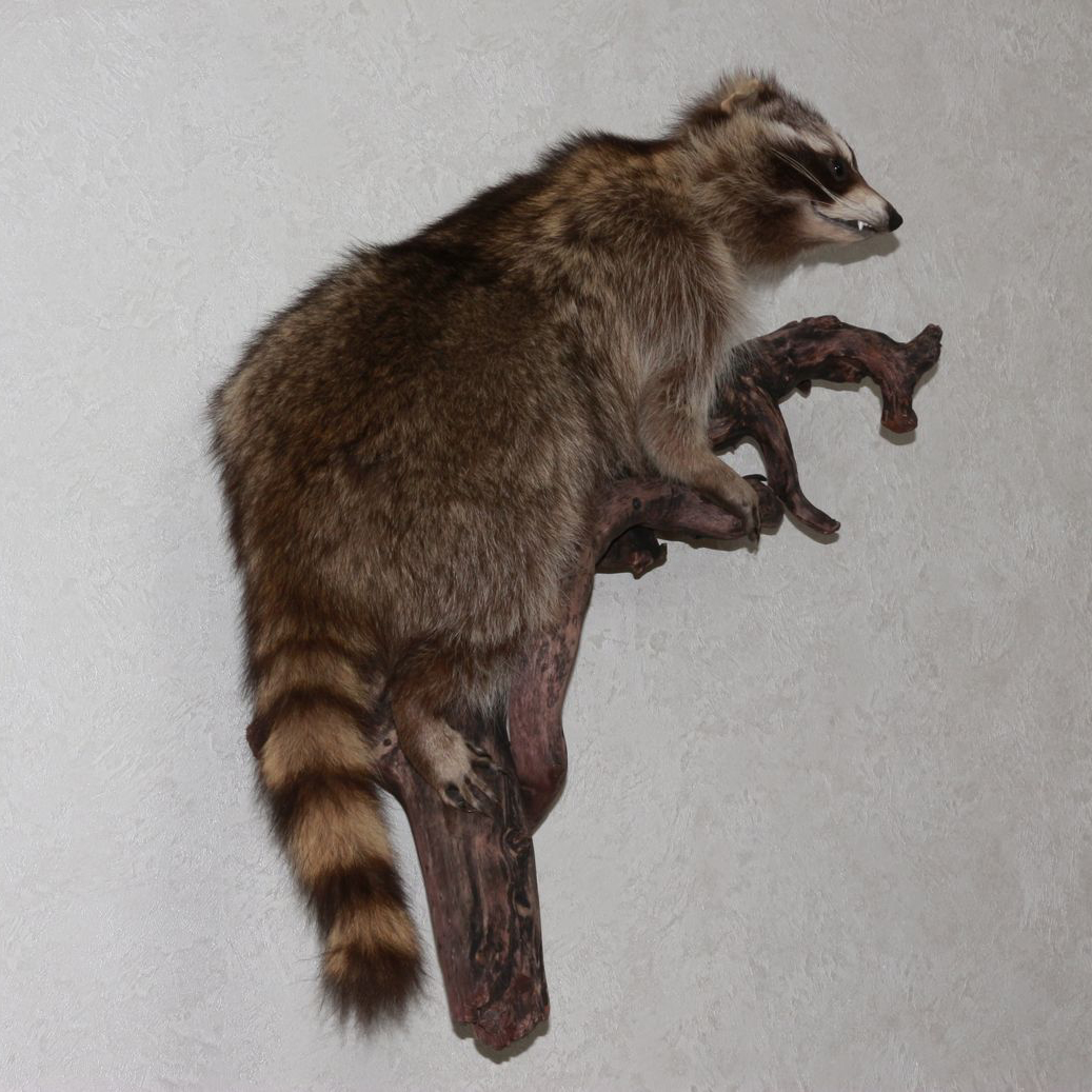RACCOON TAXIDERMY MOUNT - RACOON MOUNTED, STUFFED ANIMALS FOR SALE ...