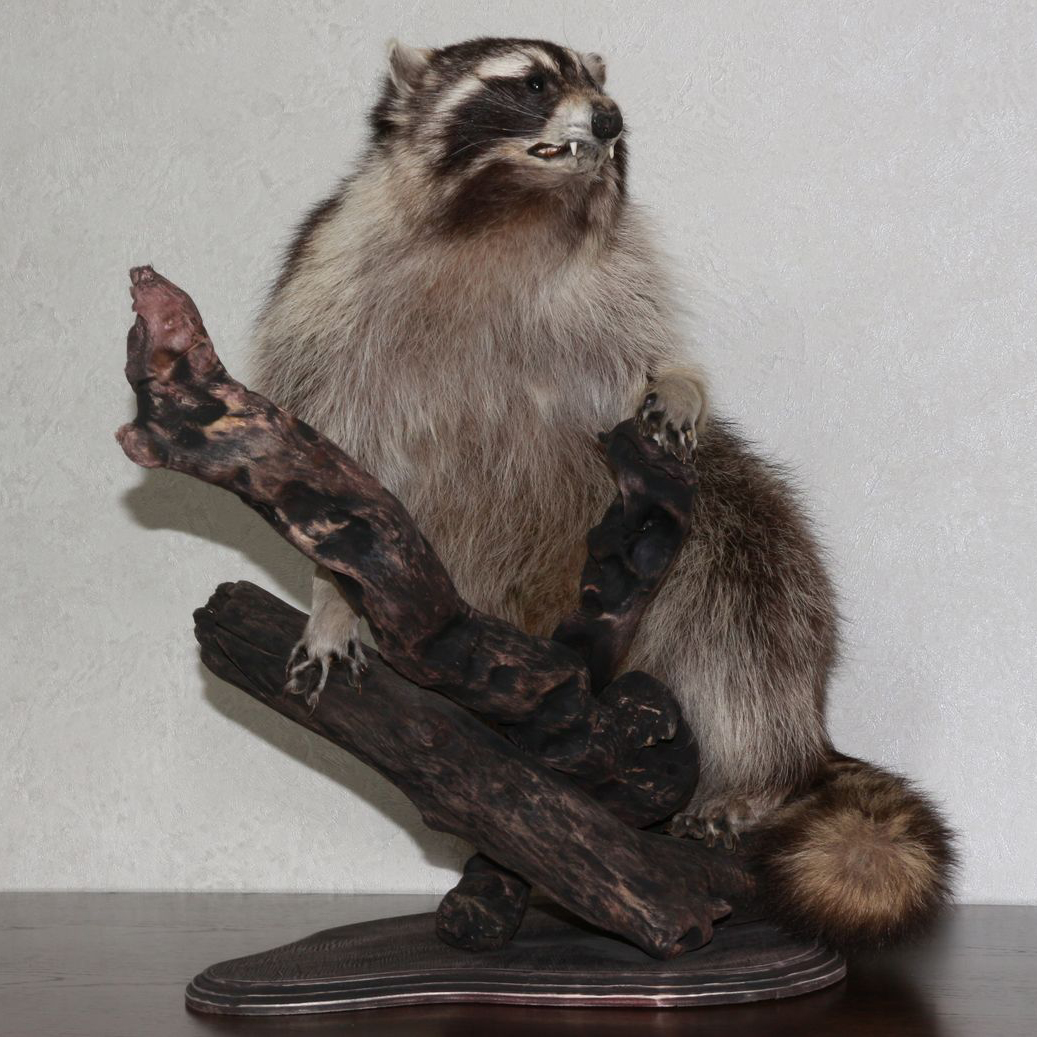 RACCOON TAXIDERMY MOUNT - RACOON MOUNTED, STUFFED ANIMALS FOR SALE ...