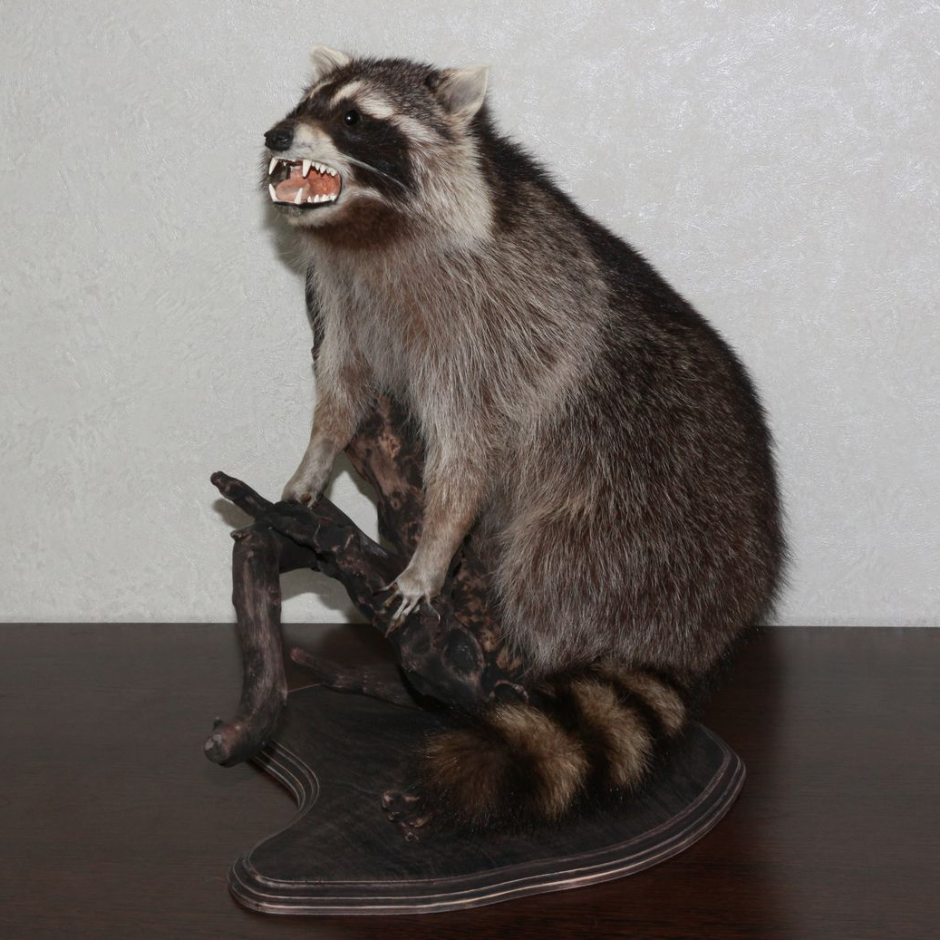 RACCOON TAXIDERMY MOUNT - RACOON MOUNTED, STUFFED ANIMALS FOR SALE ...