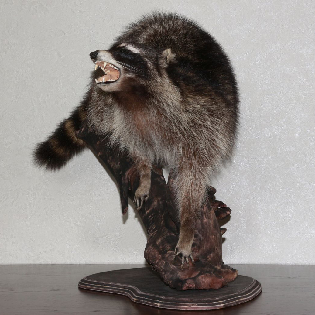 RACCOON TAXIDERMY MOUNT - RACOON MOUNTED, STUFFED ANIMALS FOR SALE ...