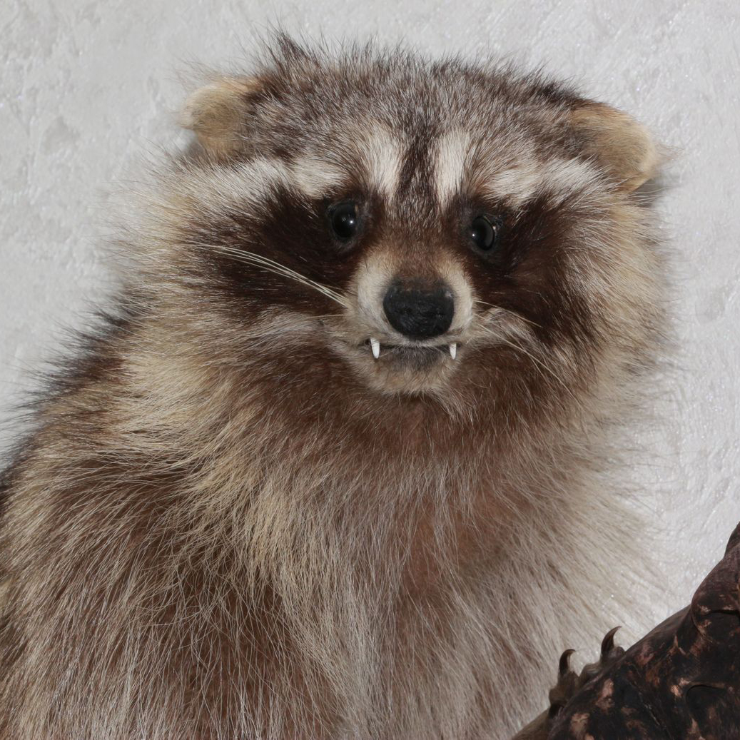 RACCOON TAXIDERMY MOUNT - RACOON MOUNTED, STUFFED ANIMALS FOR SALE ...