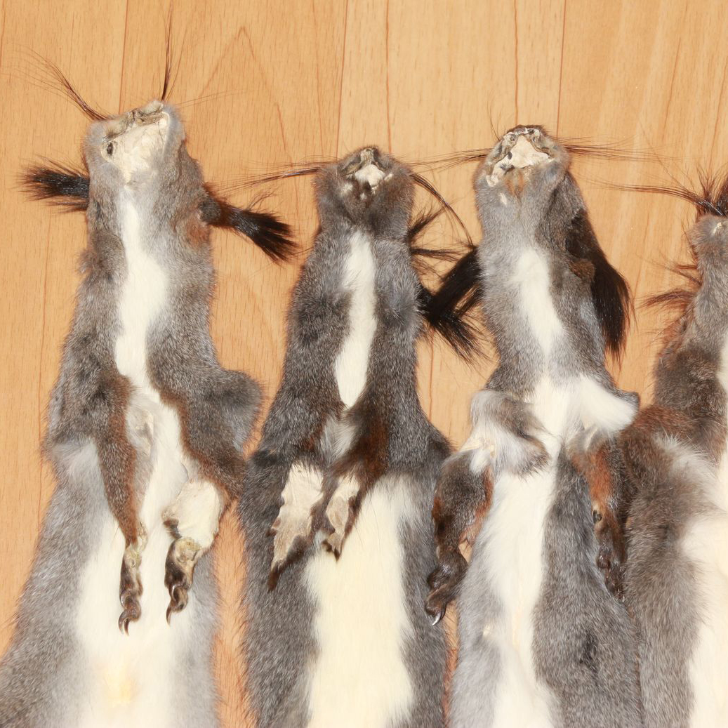 GRAY SQUIRREL LOT OF 6 TANNED FUR PELTS - GREY SQUIRREL SKIN, HIDE FOR ...