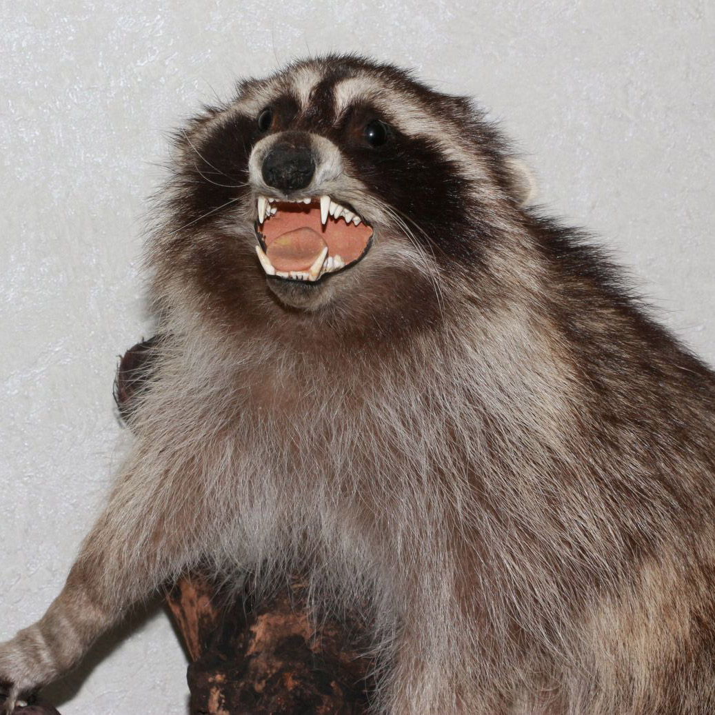 RACCOON TAXIDERMY MOUNT - RACOON MOUNTED, STUFFED ANIMALS FOR SALE ...