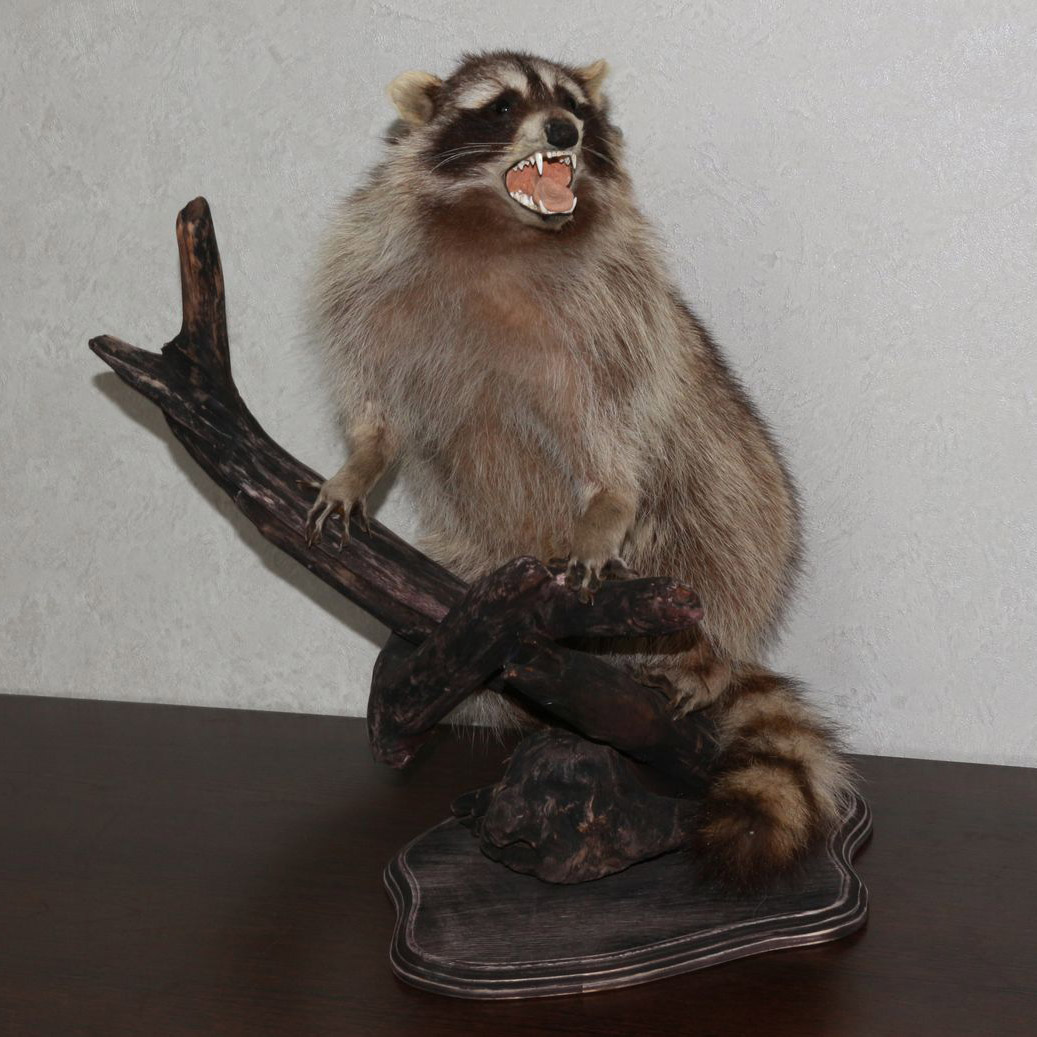 RACCOON TAXIDERMY MOUNT - RACOON MOUNTED, STUFFED ANIMALS FOR SALE ...