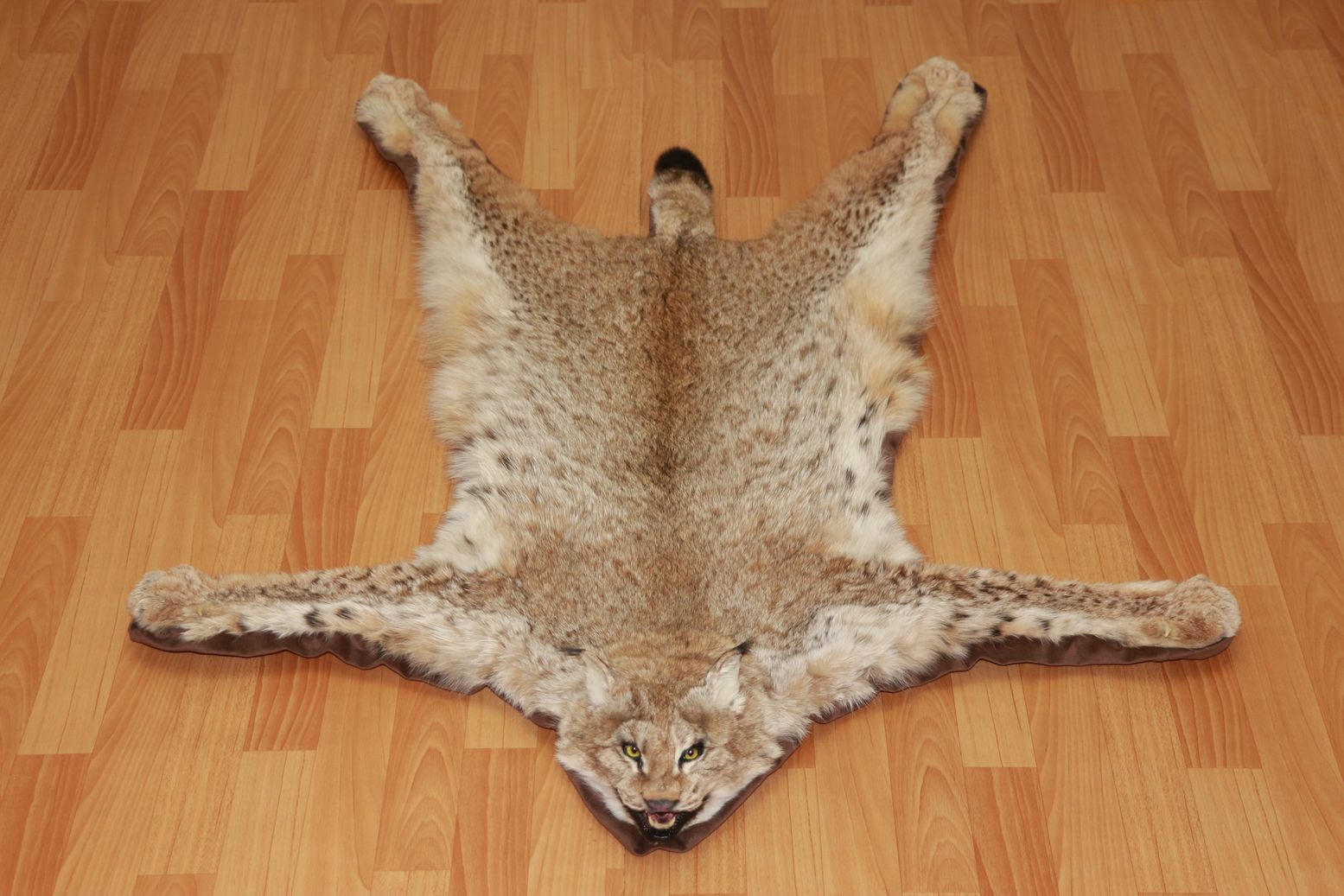 EURASIAN LYNX TAXIDERMY RUG MOUNT WITH HEAD - NOT BOBCAT MOUNTED PELT ...