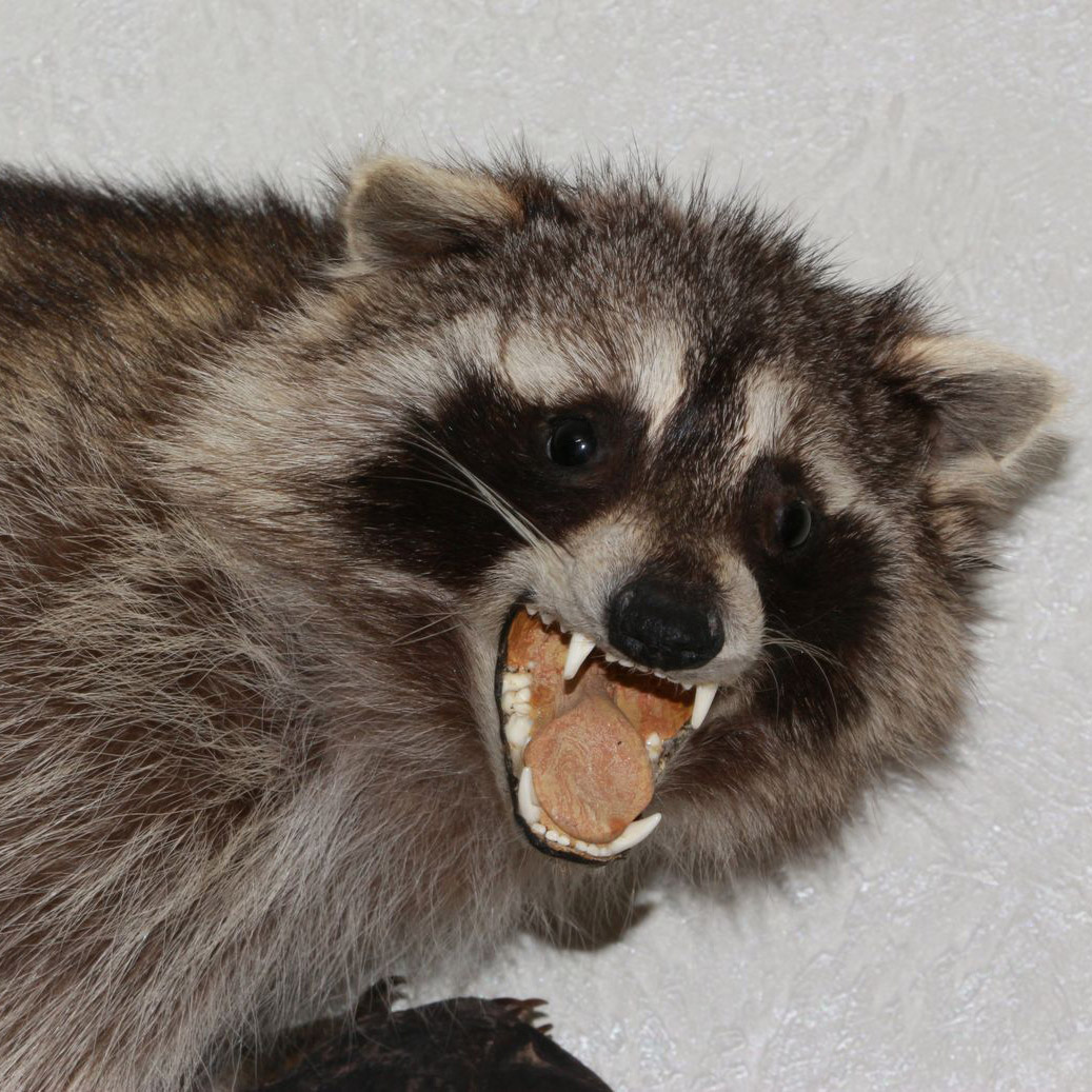 RACCOON TAXIDERMY MOUNT - RACOON MOUNTED, STUFFED ANIMALS FOR SALE ...