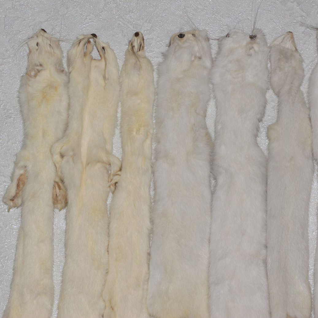 WHITE ERMINE WEASEL LOT OF 10 TANNED FUR PELTS - STOAT SKIN, HIDE FOR ...