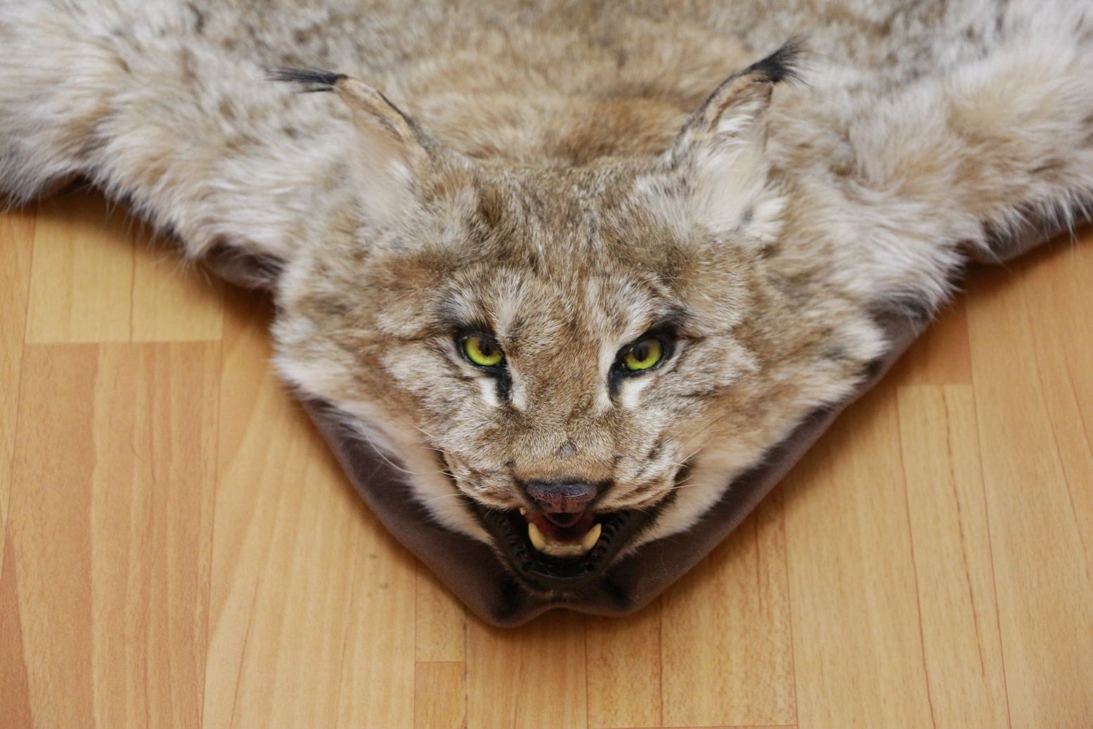 EURASIAN LYNX TAXIDERMY RUG MOUNT WITH HEAD - NOT BOBCAT MOUNTED PELT ...