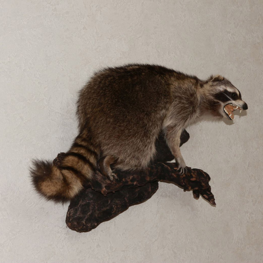 RACCOON TAXIDERMY MOUNT - RACOON MOUNTED, STUFFED ANIMALS FOR SALE ...