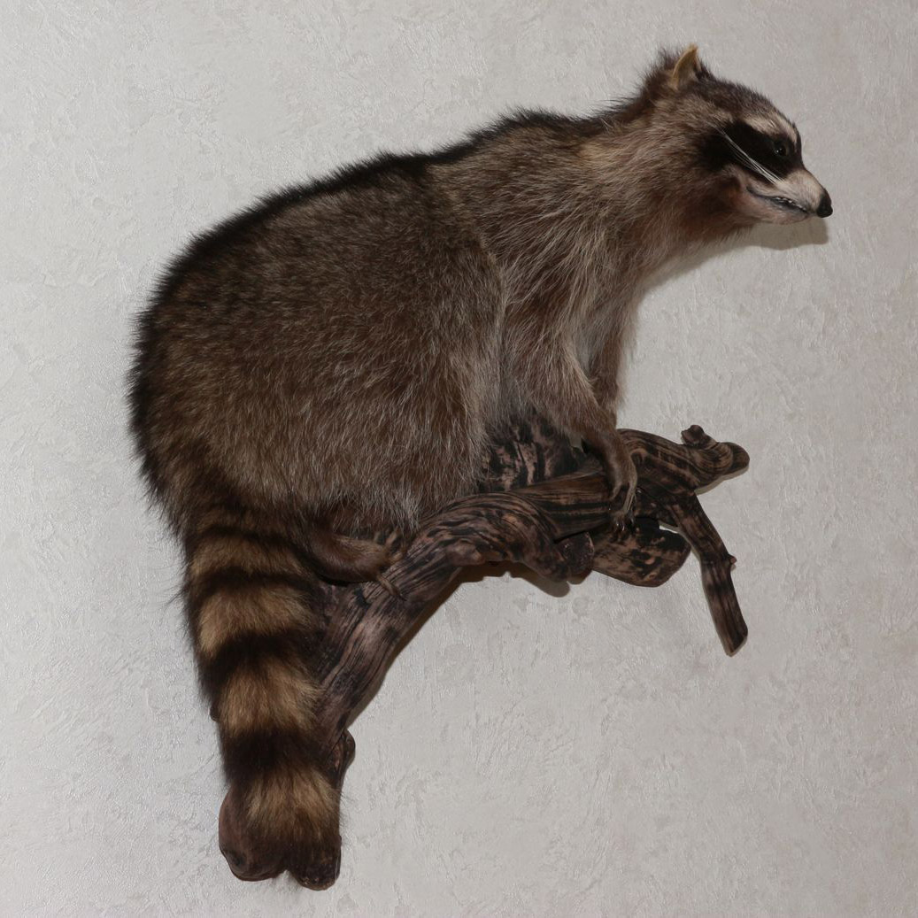 RACCOON TAXIDERMY MOUNT - RACOON MOUNTED, STUFFED ANIMALS FOR SALE ...