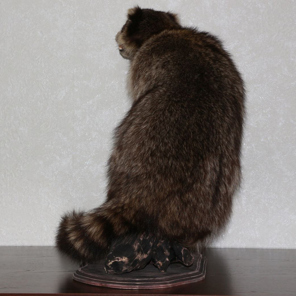 RACCOON TAXIDERMY MOUNT - RACOON MOUNTED, STUFFED ANIMALS FOR SALE ...
