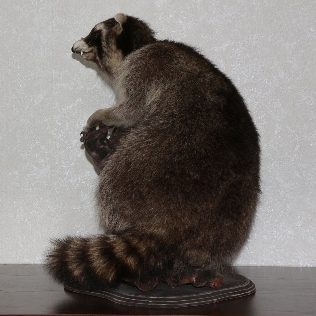 RACCOON TAXIDERMY MOUNT - RACOON MOUNTED, STUFFED ANIMALS FOR SALE ...
