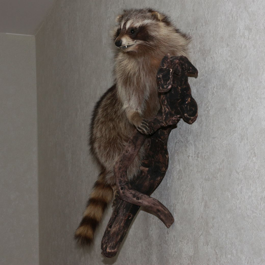 RACCOON TAXIDERMY MOUNT - RACOON MOUNTED, STUFFED ANIMALS FOR SALE ...