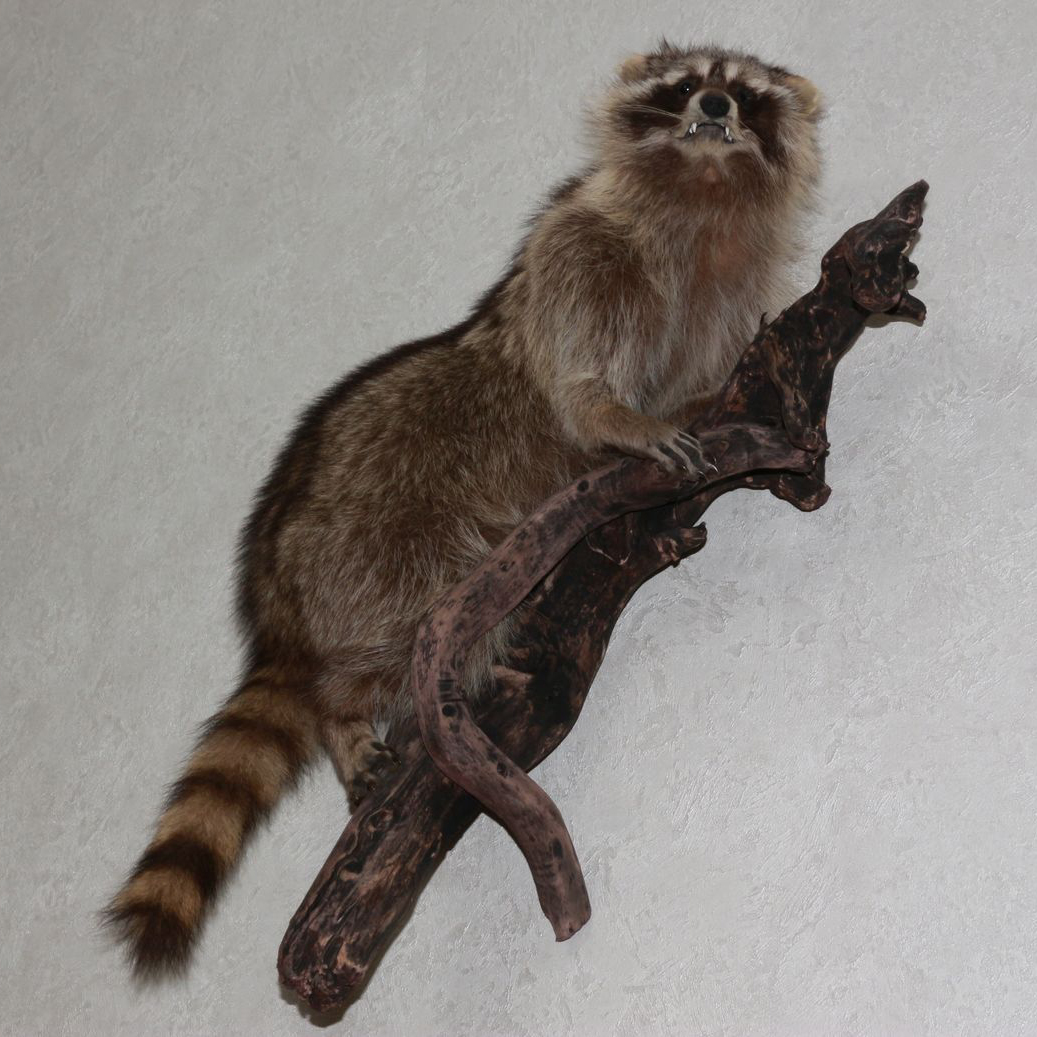 RACCOON TAXIDERMY MOUNT - RACOON MOUNTED, STUFFED ANIMALS FOR SALE ...
