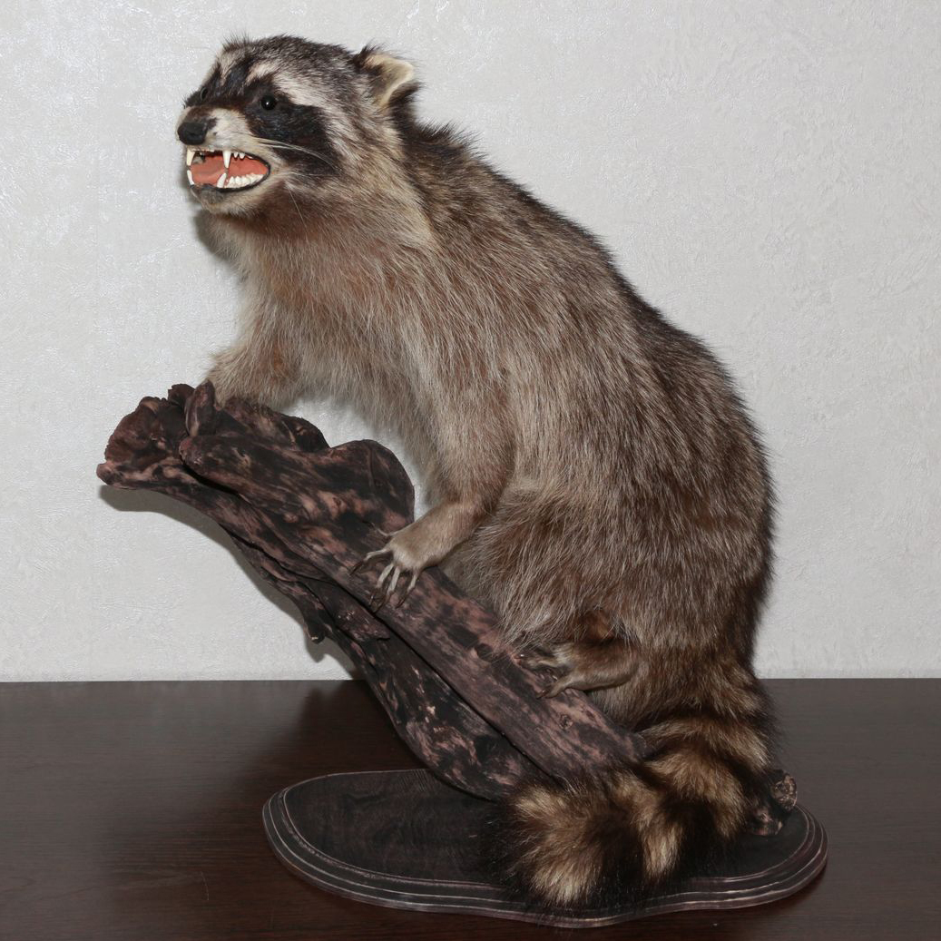 RACCOON TAXIDERMY MOUNT - RACOON MOUNTED, STUFFED ANIMALS FOR SALE ...