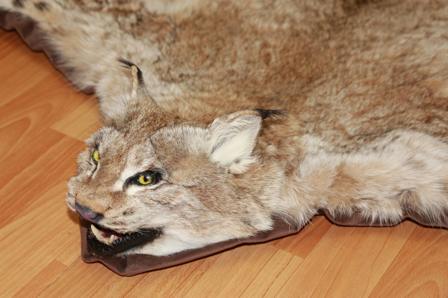 EURASIAN LYNX TAXIDERMY RUG MOUNT WITH HEAD - NOT BOBCAT MOUNTED PELT ...