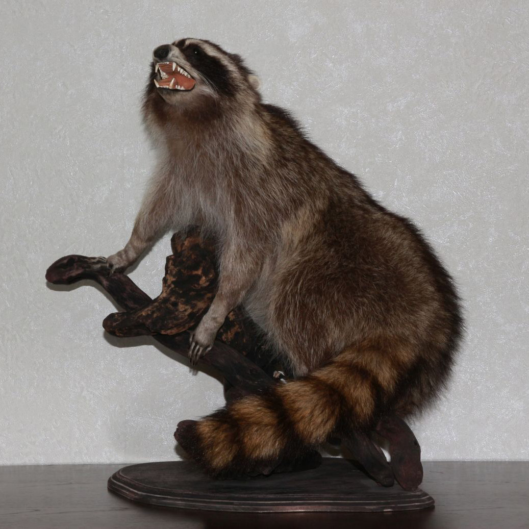 RACCOON TAXIDERMY MOUNT - RACOON MOUNTED, STUFFED ANIMALS FOR SALE ...
