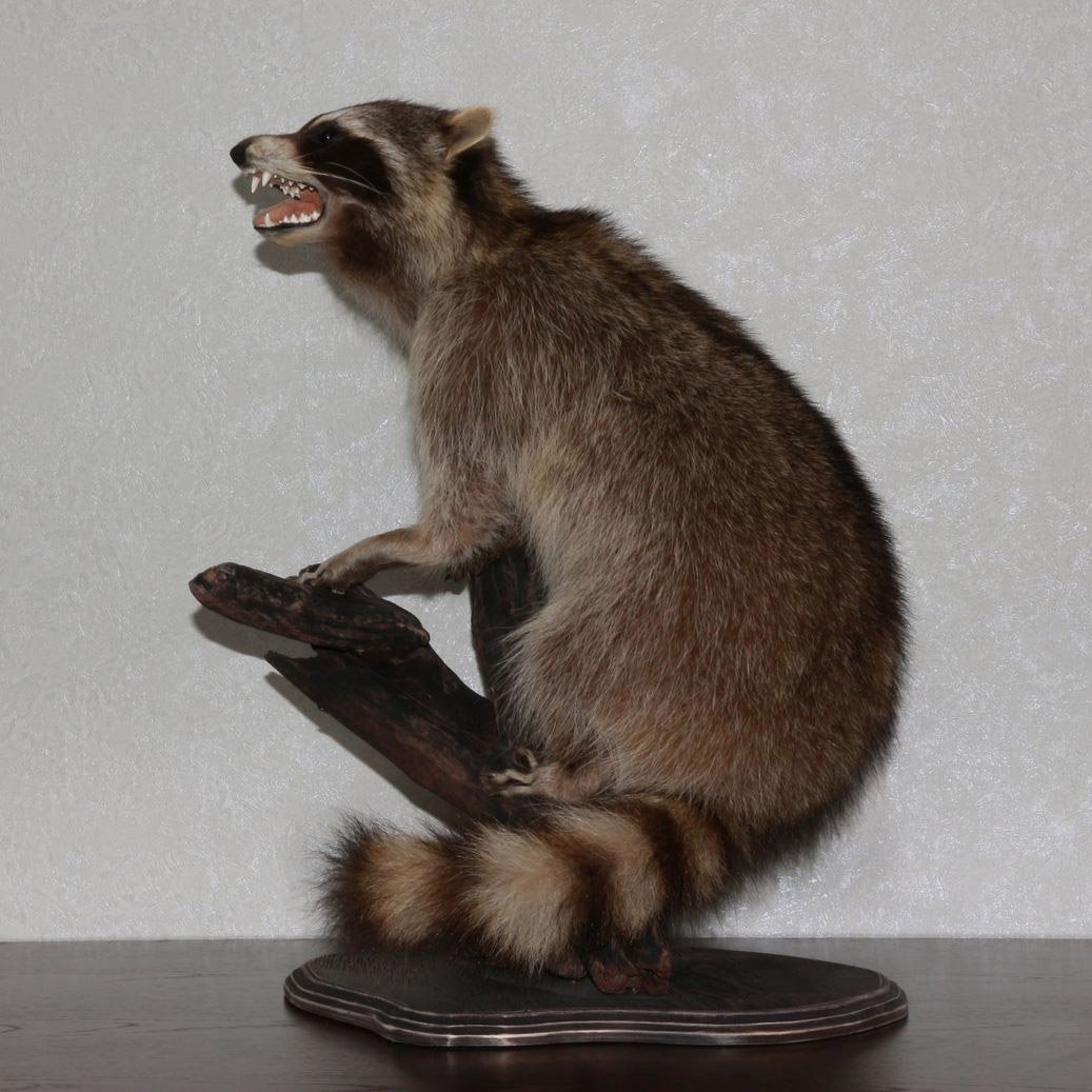 RACCOON TAXIDERMY MOUNT - RACOON MOUNTED, STUFFED ANIMALS FOR SALE ...