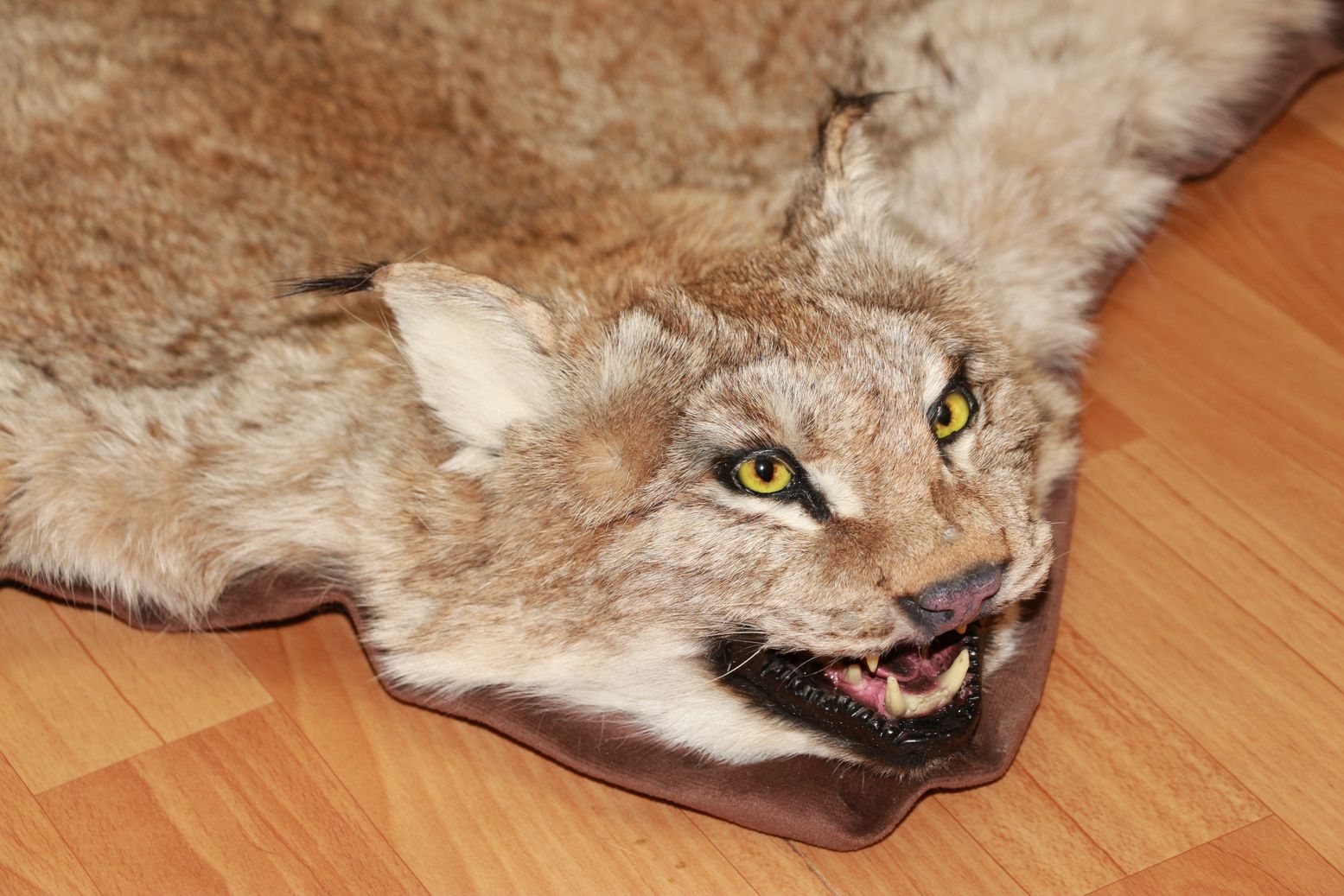 EURASIAN LYNX TAXIDERMY RUG MOUNT WITH HEAD - NOT BOBCAT MOUNTED PELT ...