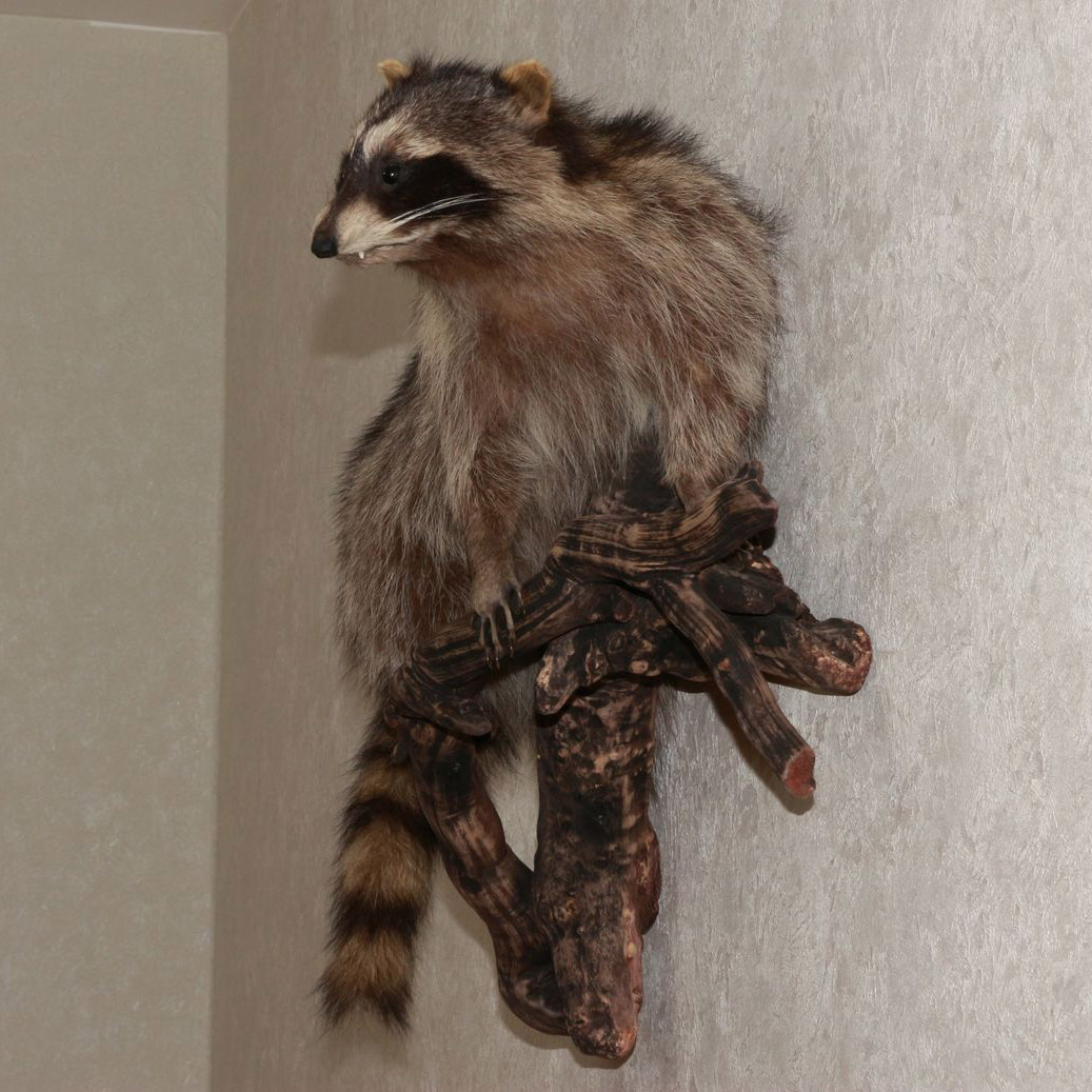 RACCOON TAXIDERMY MOUNT - RACOON MOUNTED, STUFFED ANIMALS FOR SALE ...