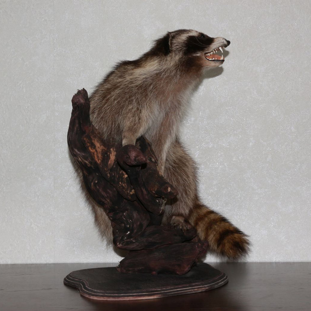 RACCOON TAXIDERMY MOUNT - RACOON MOUNTED, STUFFED ANIMALS FOR SALE ...