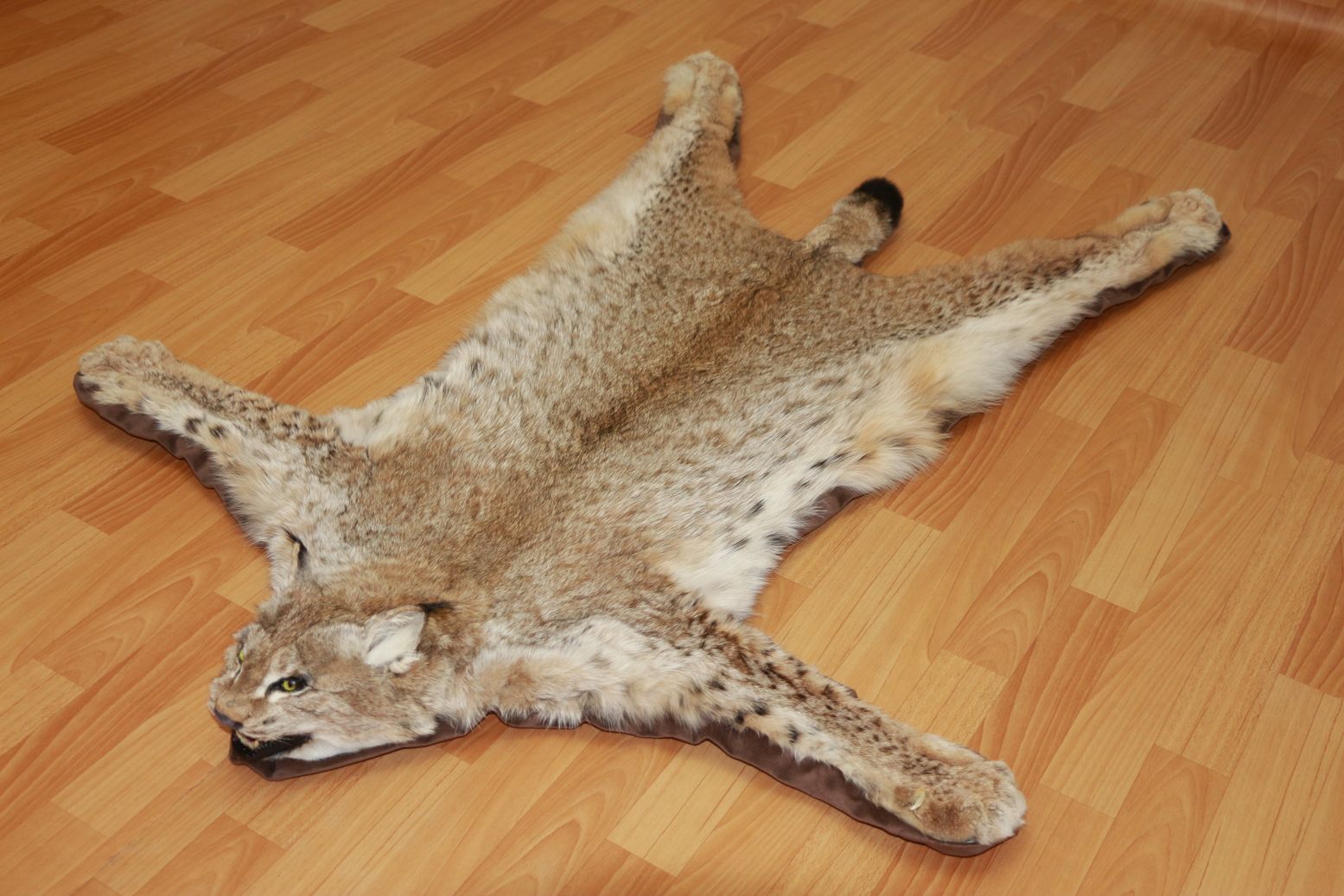 EURASIAN LYNX TAXIDERMY RUG MOUNT WITH HEAD - NOT BOBCAT MOUNTED PELT ...