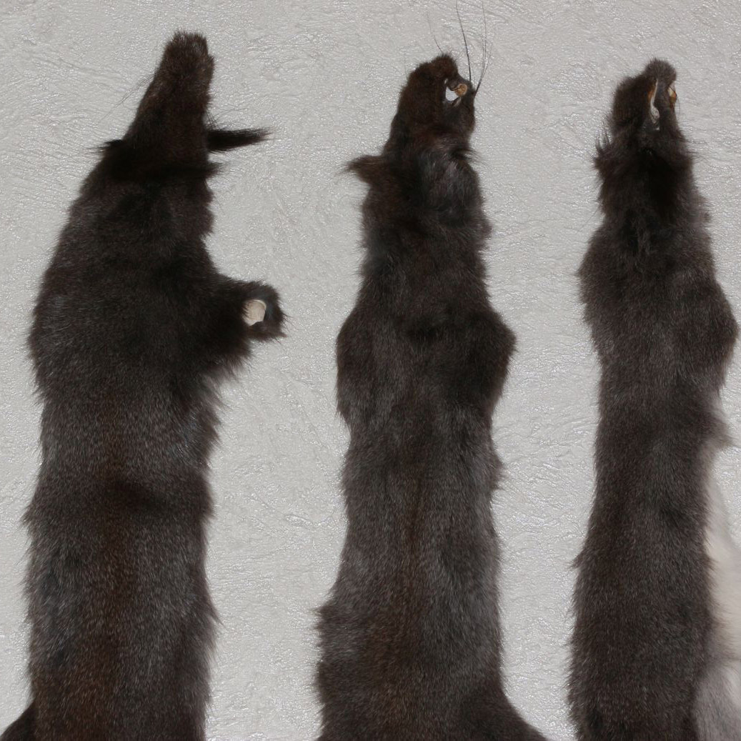 GRAY SQUIRREL LOT OF 5 TANNED FUR PELTS - GREY SQUIRREL SKIN, HIDE FOR ...