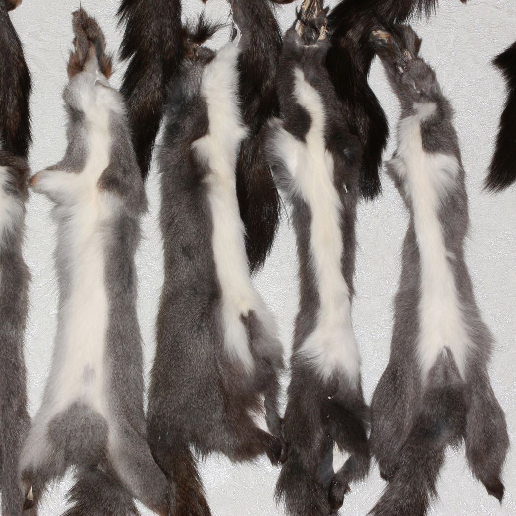 GRAY SQUIRREL LOT OF 15 TANNED FUR PELTS - GREY SQUIRREL SKIN, HIDE FOR ...
