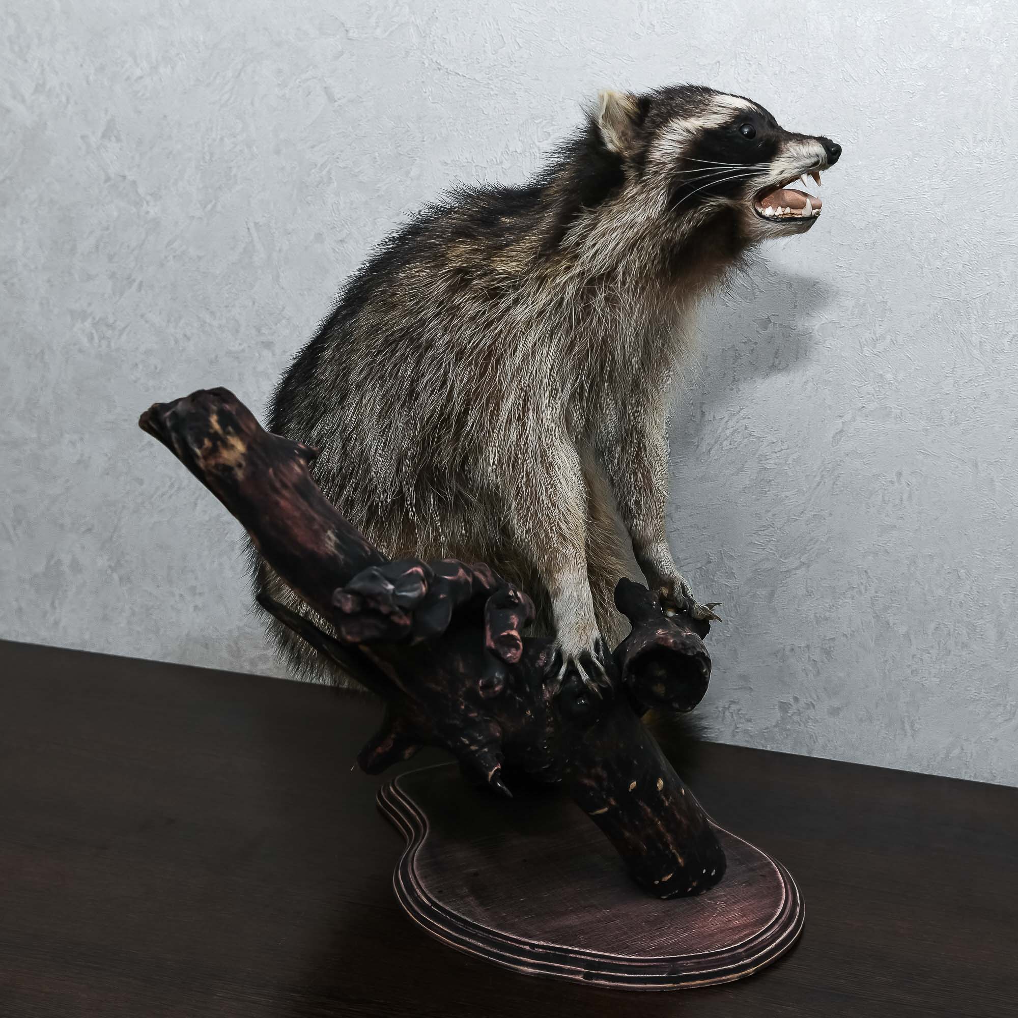 RACCOON TAXIDERMY MOUNT - RACOON MOUNTED, STUFFED ANIMALS FOR SALE ...