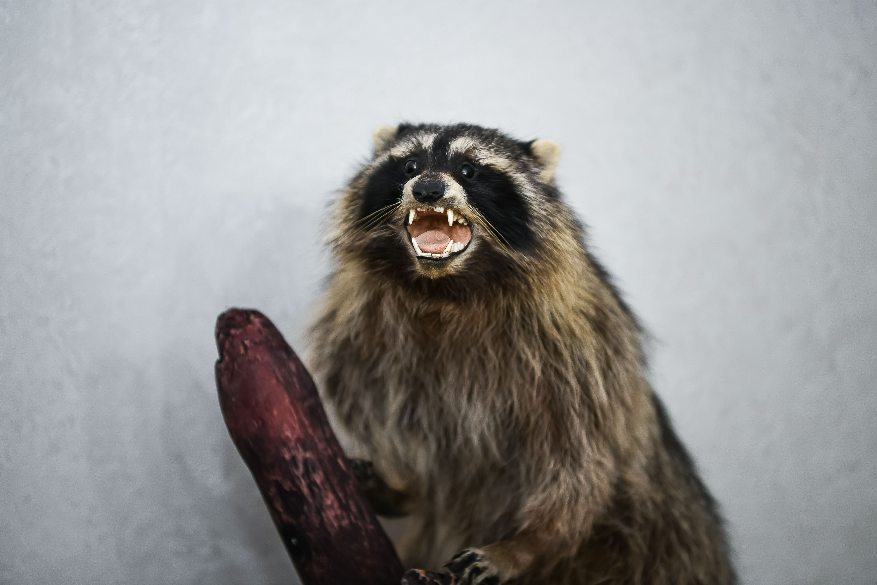RACCOON TAXIDERMY MOUNT - RACOON MOUNTED, STUFFED ANIMALS FOR SALE ...
