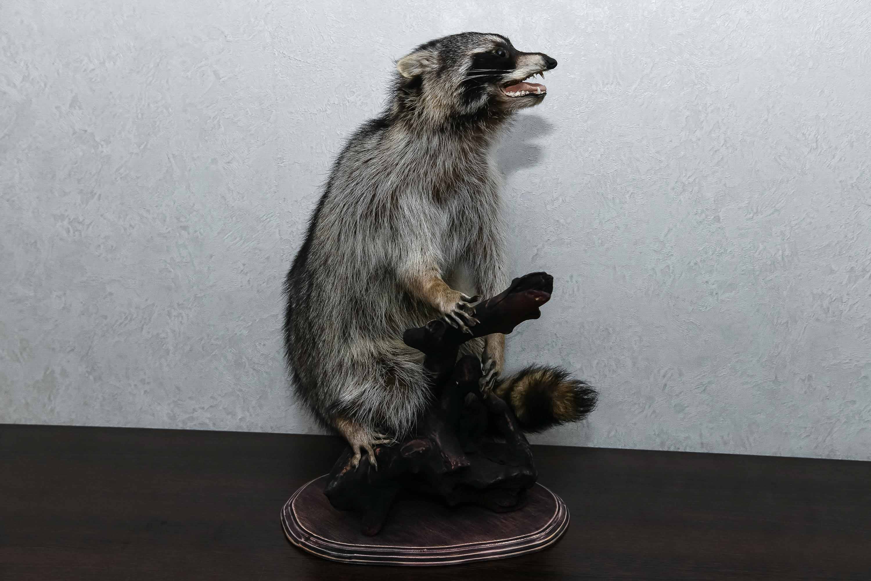 RACCOON TAXIDERMY MOUNT - RACOON MOUNTED, STUFFED ANIMALS FOR SALE ...