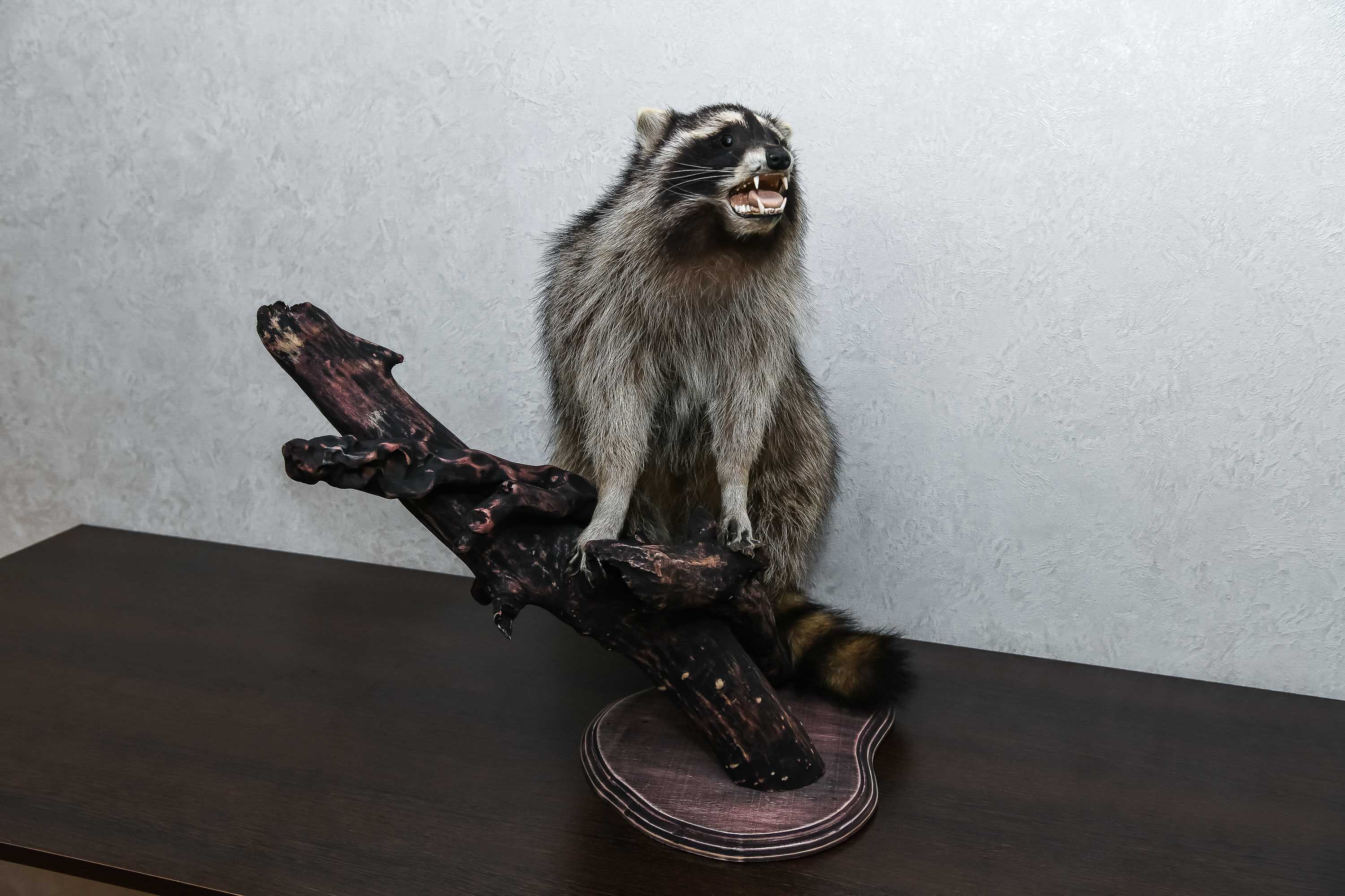 RACCOON TAXIDERMY MOUNT - RACOON MOUNTED, STUFFED ANIMALS FOR SALE ...