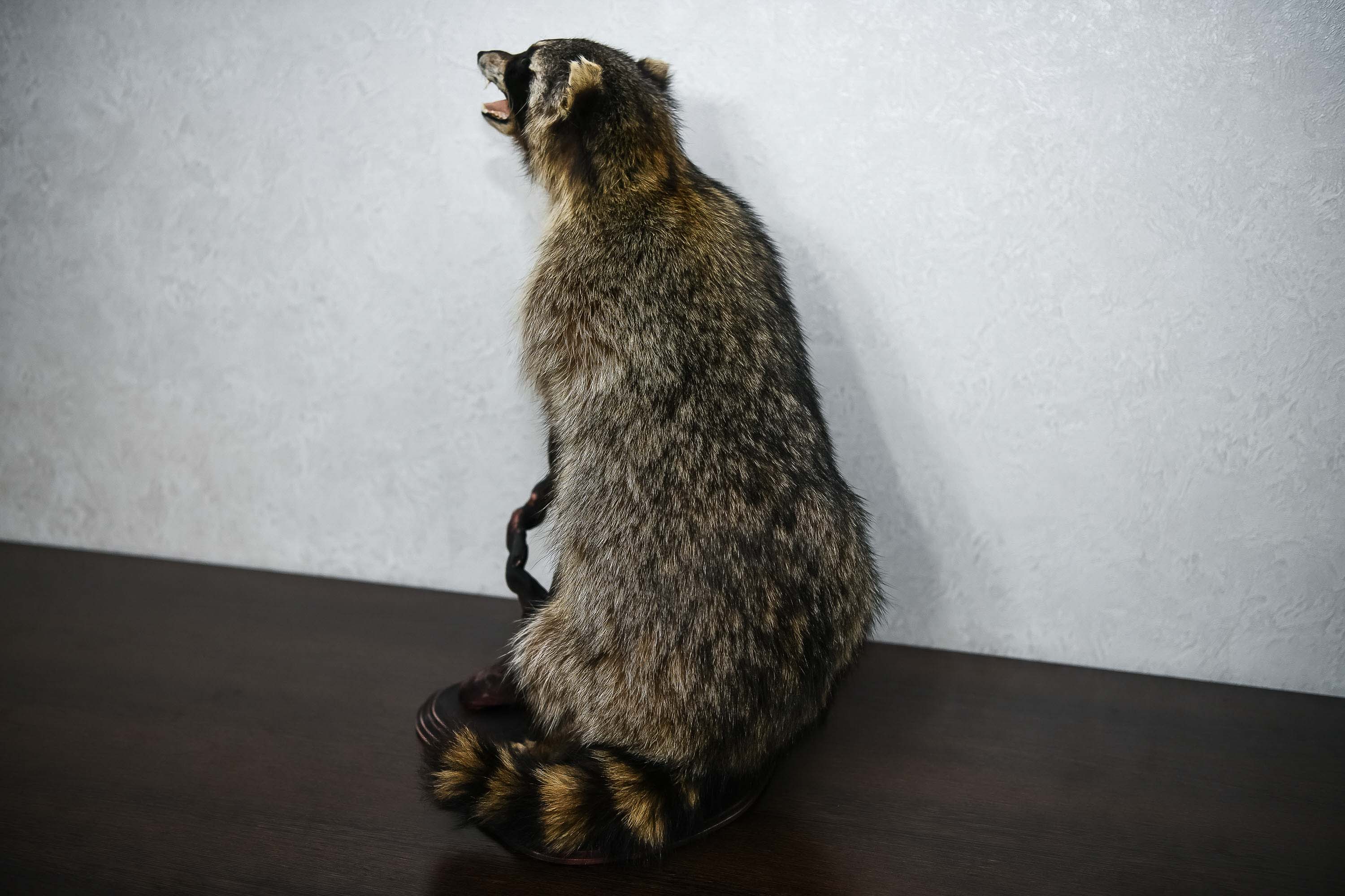 RACCOON TAXIDERMY MOUNT - RACOON MOUNTED, STUFFED ANIMALS FOR SALE ...