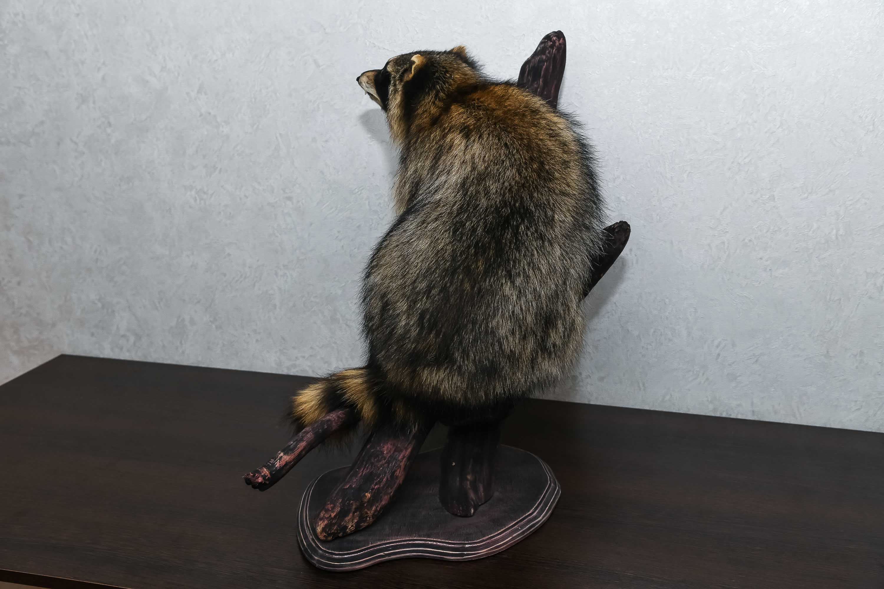 RACCOON TAXIDERMY MOUNT - RACOON MOUNTED, STUFFED ANIMALS FOR SALE ...