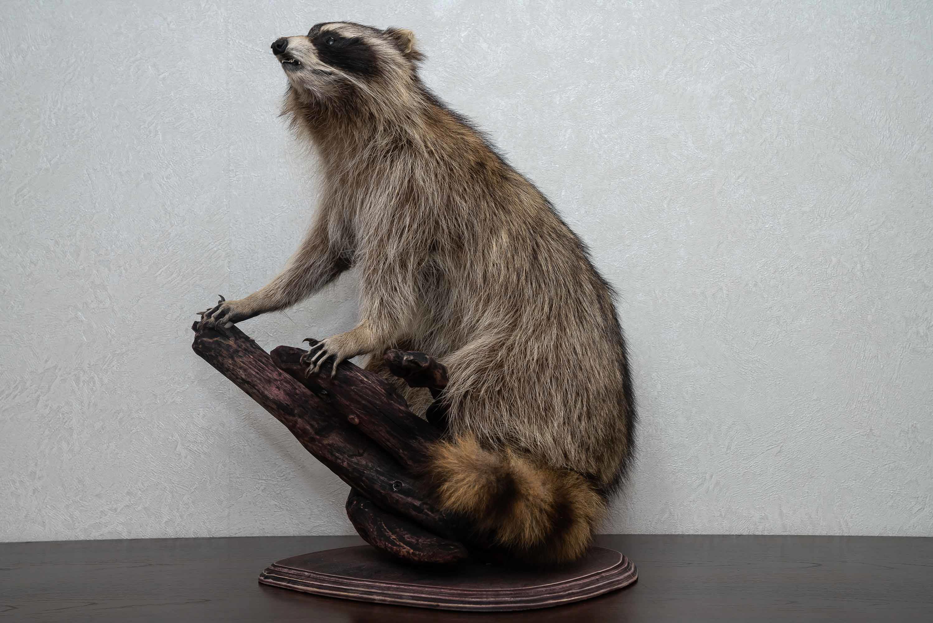 RACCOON TAXIDERMY MOUNT - RACOON MOUNTED, STUFFED ANIMALS FOR SALE ...