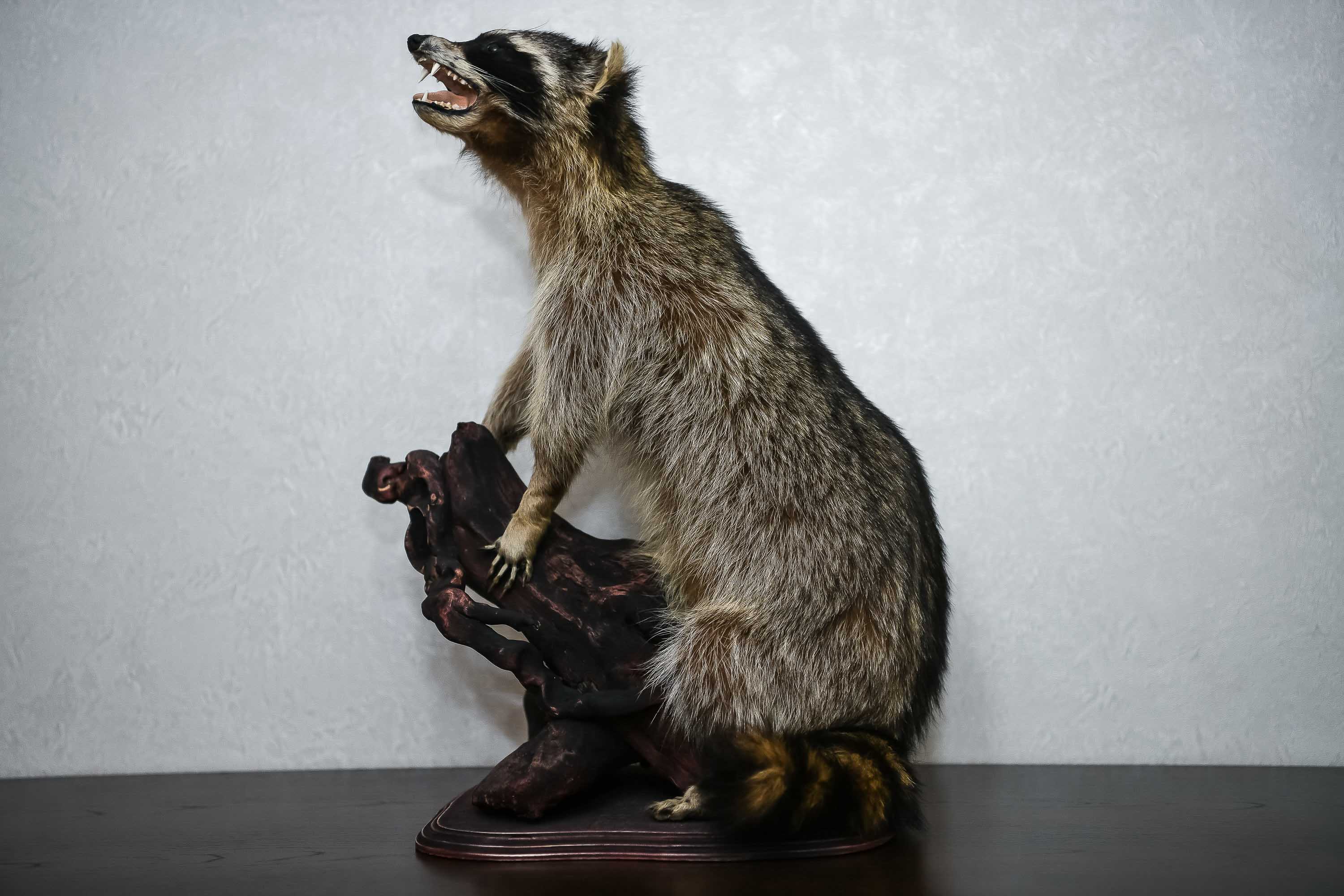 RACCOON TAXIDERMY MOUNT - RACOON MOUNTED, STUFFED ANIMALS FOR SALE ...