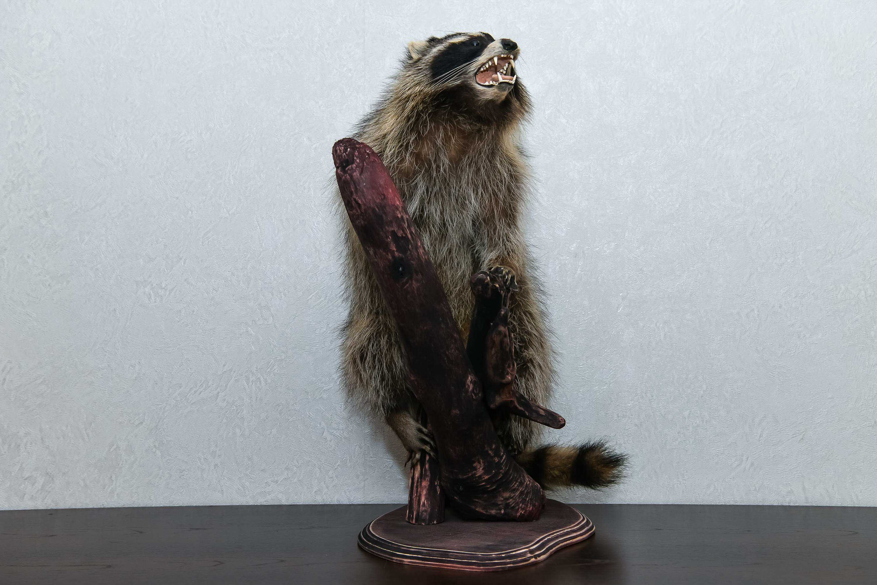 RACCOON TAXIDERMY MOUNT - RACOON MOUNTED, STUFFED ANIMALS FOR SALE ...