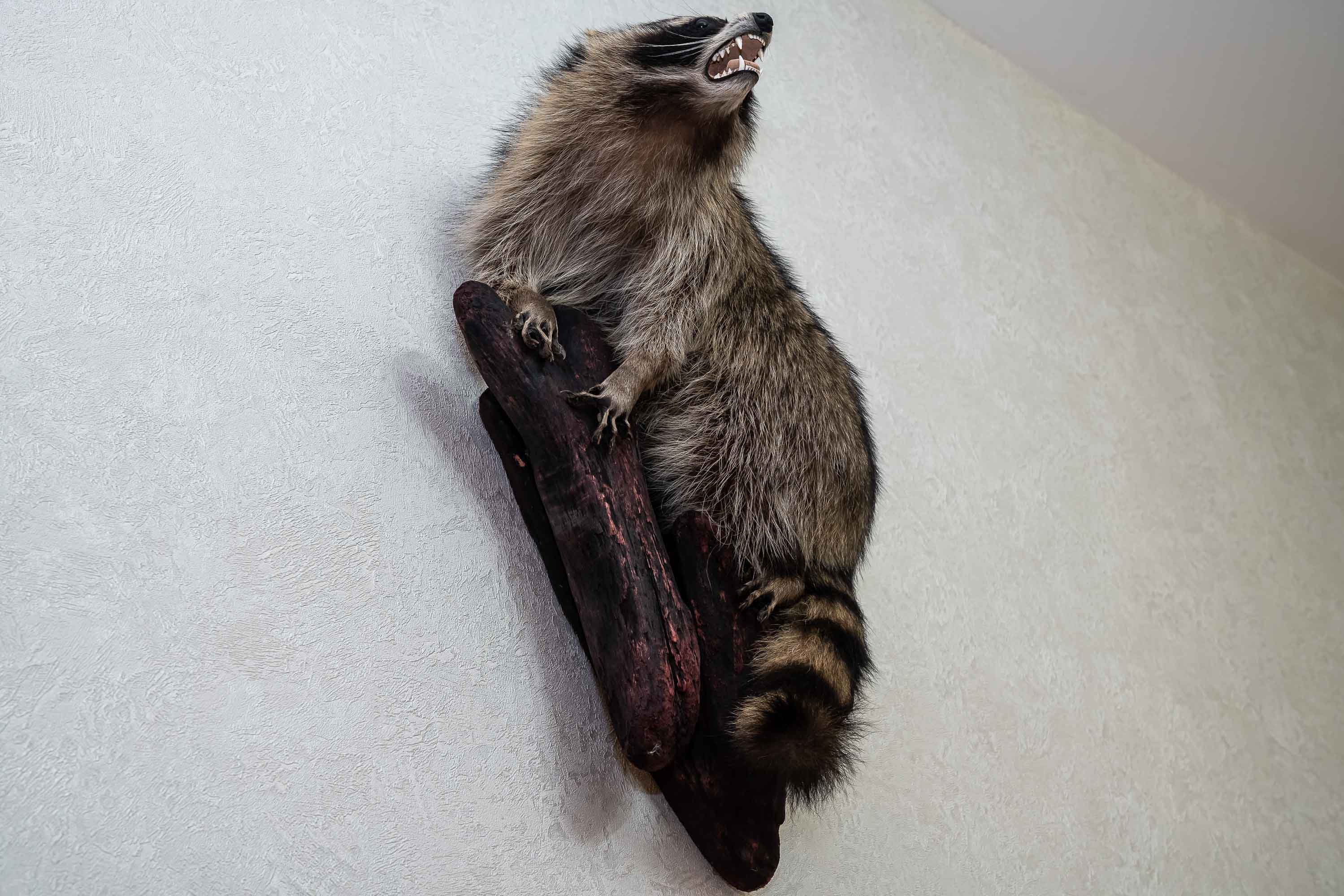 RACCOON TAXIDERMY MOUNT - RACOON MOUNTED, STUFFED ANIMALS FOR SALE ...