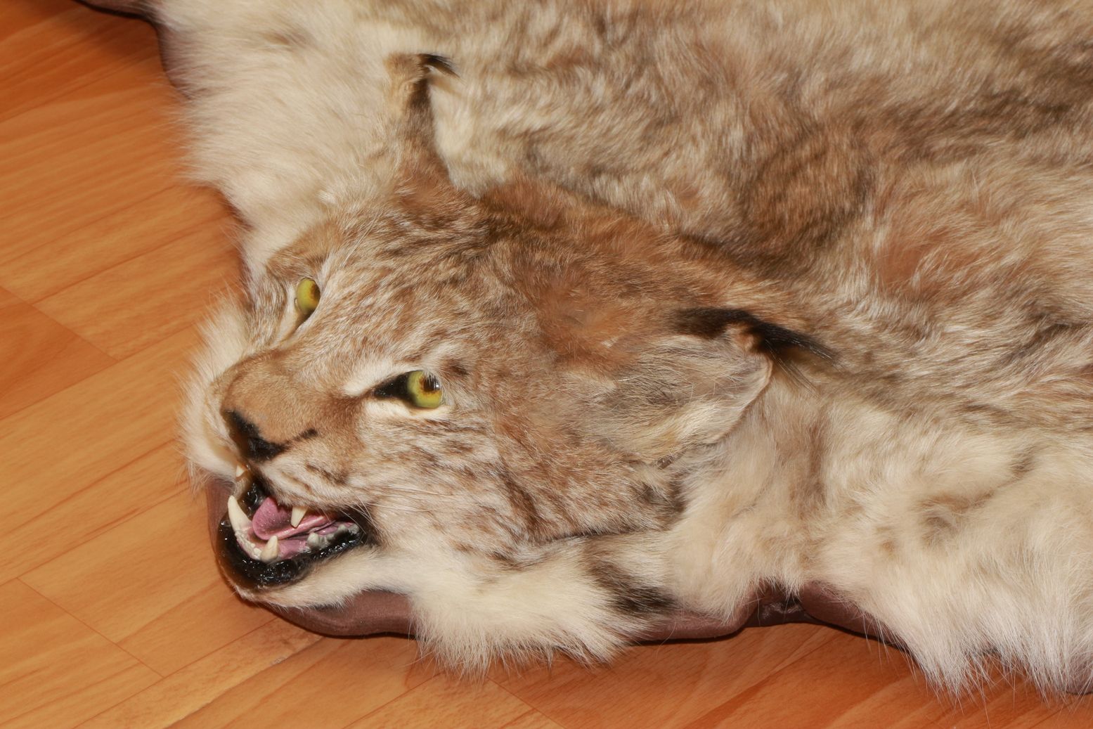 EURASIAN LYNX - TAXIDERMY RUG, CARPET FOR SALE - FUR, PELT, HIDE, SKIN ...