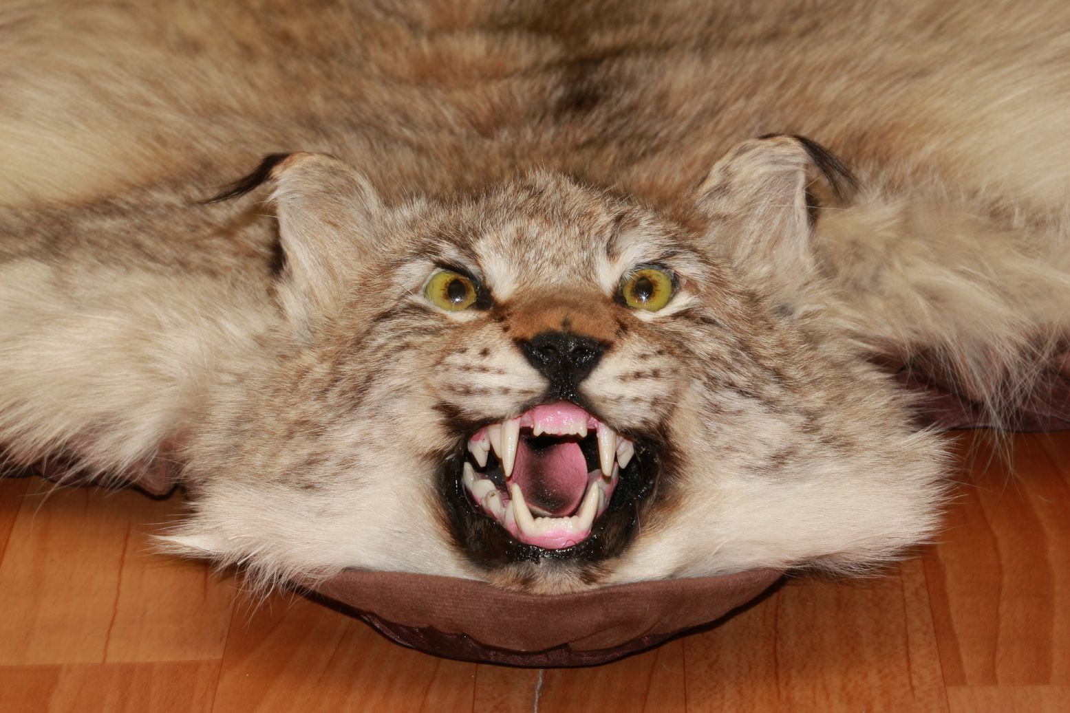 EURASIAN LYNX - TAXIDERMY RUG, CARPET FOR SALE - FUR, PELT, HIDE, SKIN ...