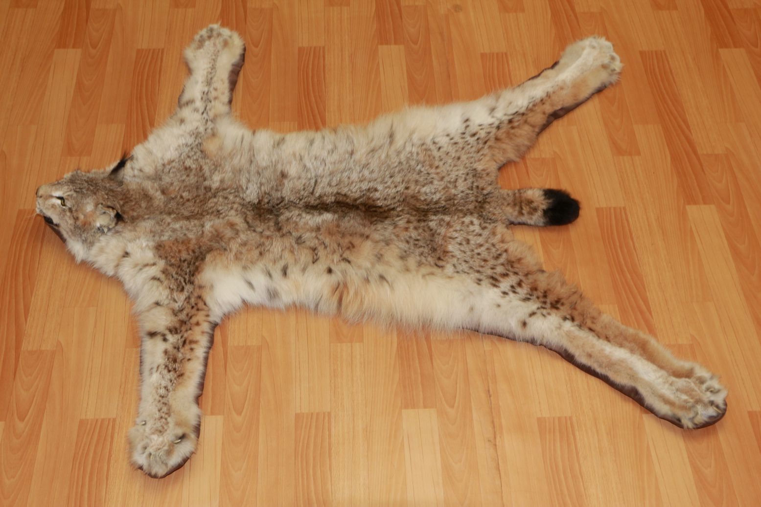 EURASIAN LYNX - TAXIDERMY RUG, CARPET FOR SALE - FUR, PELT, HIDE, SKIN ...