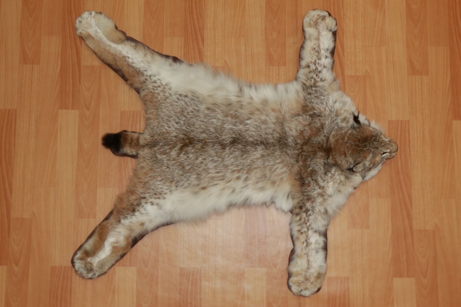 EURASIAN LYNX - TAXIDERMY RUG, CARPET FOR SALE - FUR, PELT, HIDE, SKIN ...