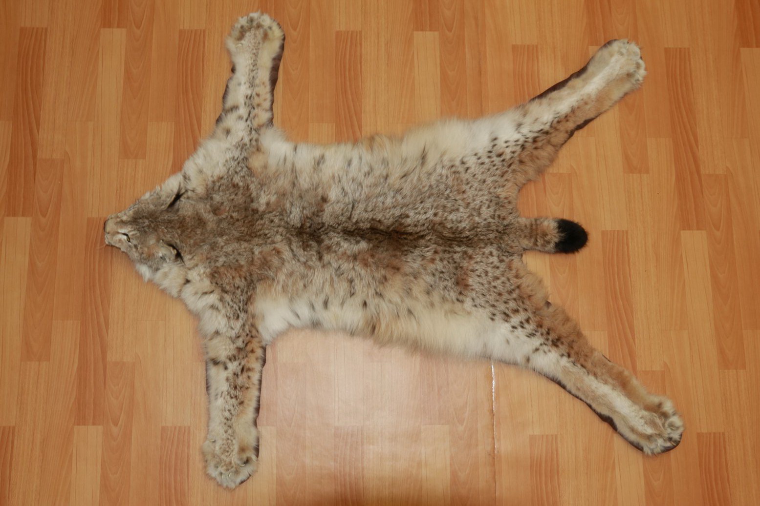 EURASIAN LYNX - TAXIDERMY RUG, CARPET FOR SALE - FUR, PELT, HIDE, SKIN ...