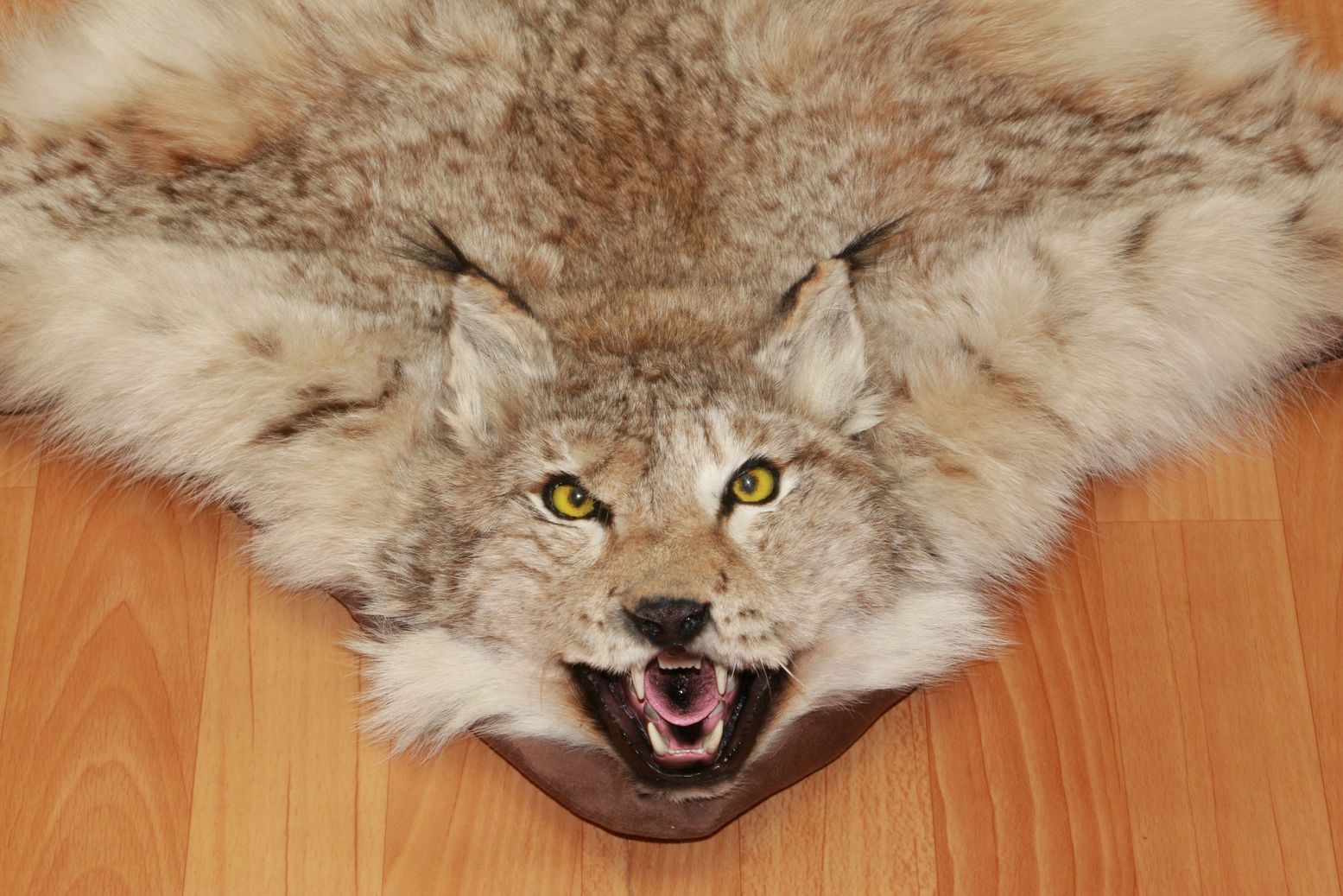 EURASIAN LYNX - TAXIDERMY RUG, CARPET FOR SALE - FUR, PELT, HIDE, SKIN ...