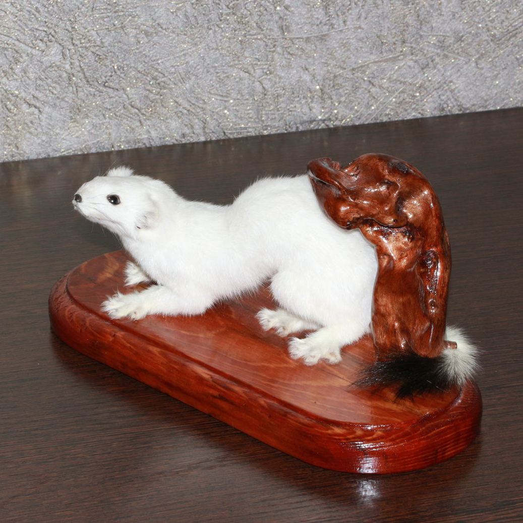 WHITE ERMINE - TAXIDERMY MOUNT, STUFFED ANIMAL FOR SALE - STOAT, WEASEL ...