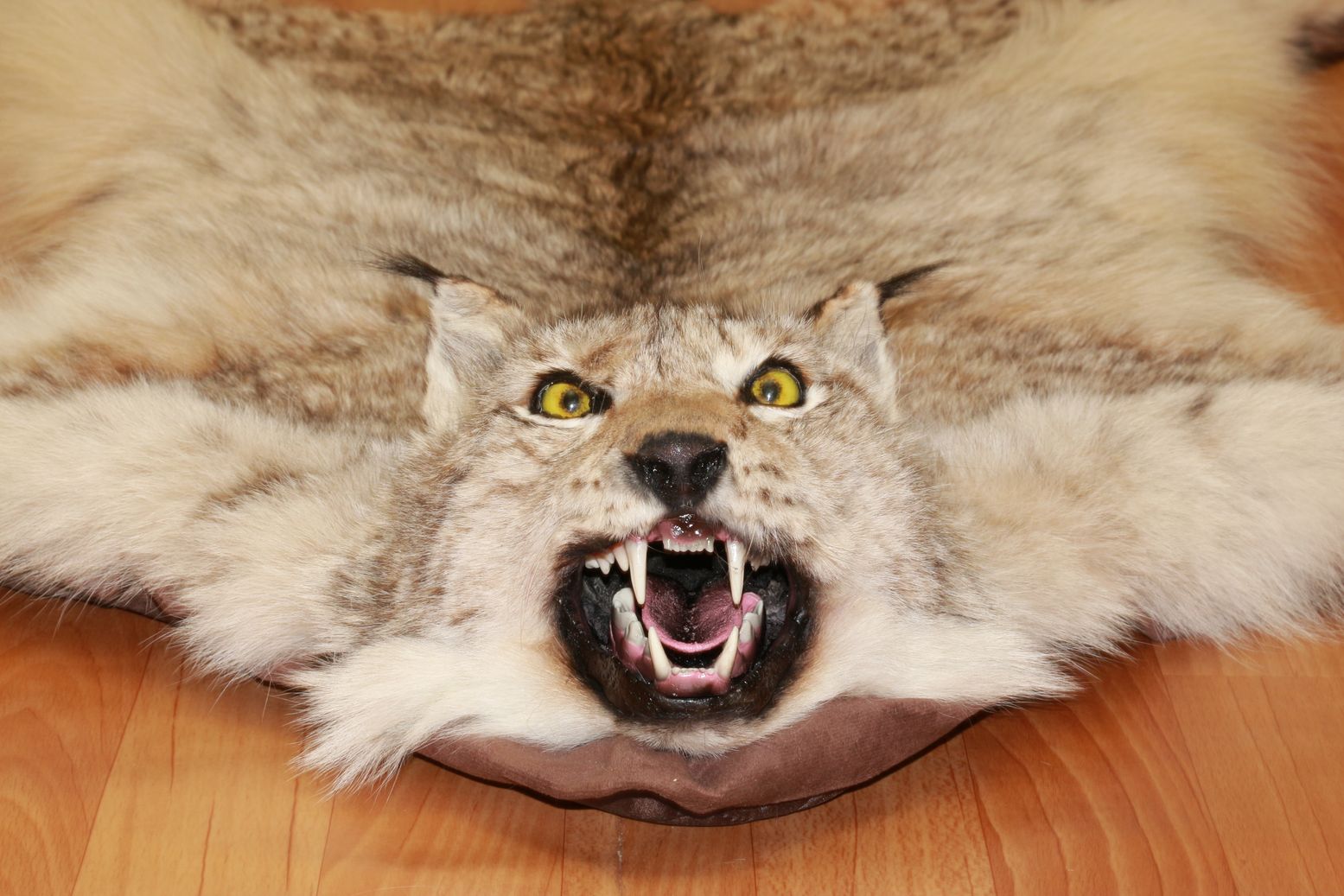 EURASIAN LYNX - TAXIDERMY RUG, CARPET FOR SALE - FUR, PELT, HIDE, SKIN ...