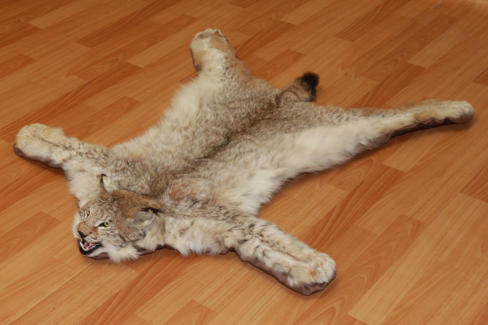 EURASIAN LYNX - TAXIDERMY RUG, CARPET FOR SALE - FUR, PELT, HIDE, SKIN ...